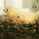 Image for article titled Why did they put canaries in coal mines?